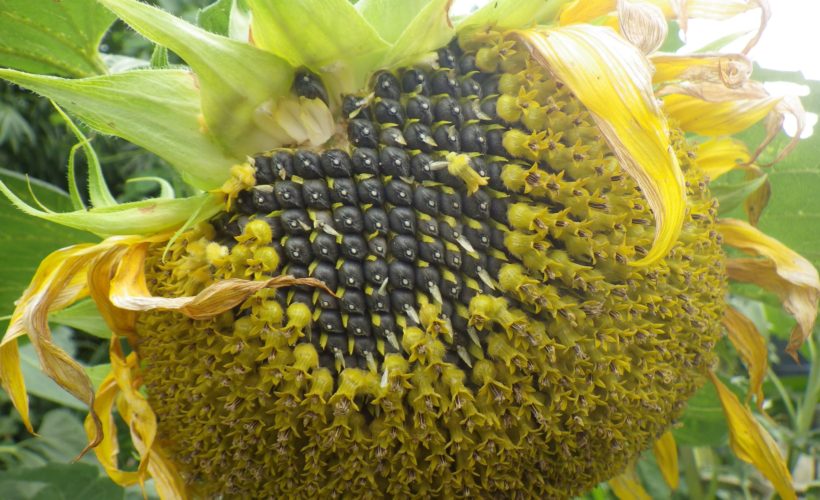5 Seeds for Healthy Skin and Hair