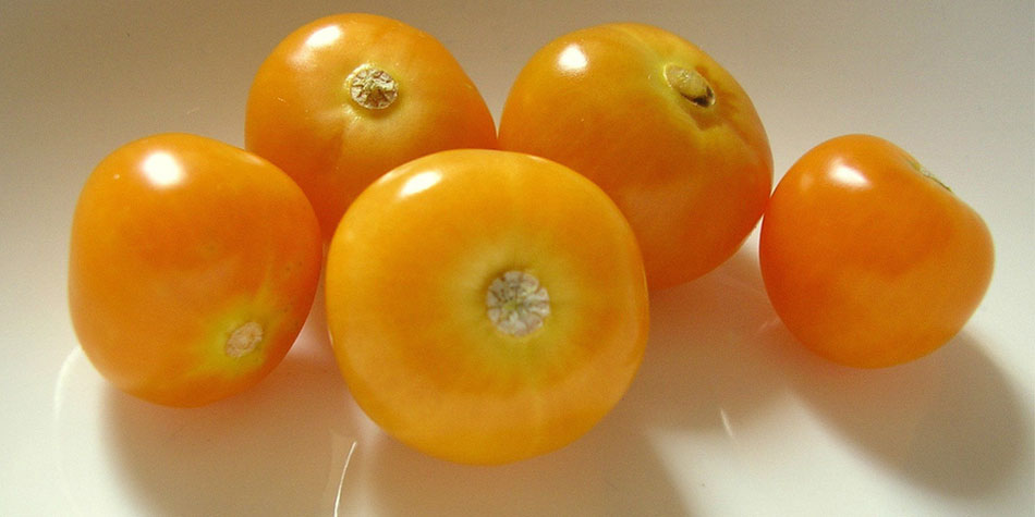 tomatto - Inca Berries Health Benefits To Have in Summer Season