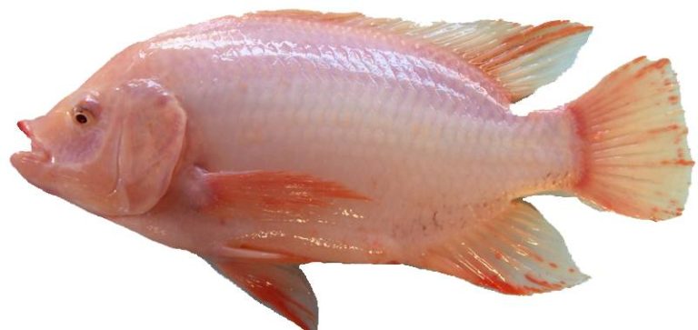 8 Amazing Benefits Of Tilapia Fish