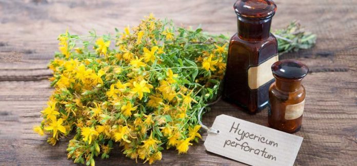Wonderful Benefits Of Rue Herb For Hair, Health, and skin
