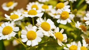 Benefits Of Feverfew 