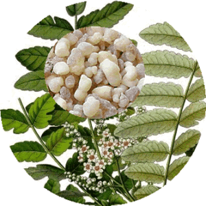 Wonderful Benefits Of Frankincense Oil