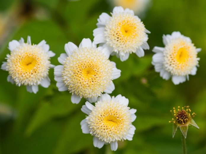 Benefits Of Feverfew 