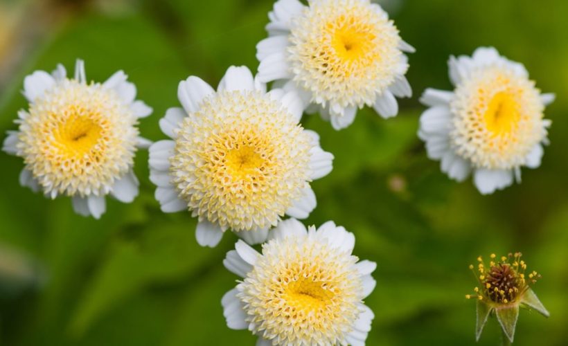 Benefits Of Feverfew Benefits Of Feverfew
