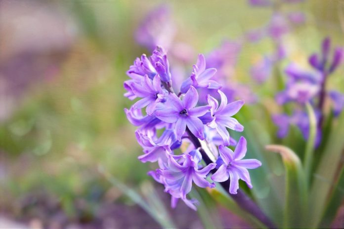 Benefits Of Hyacinth Herb
