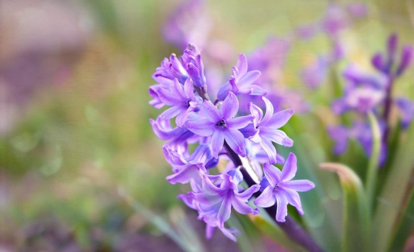 Benefits Of Hyacinth Herb