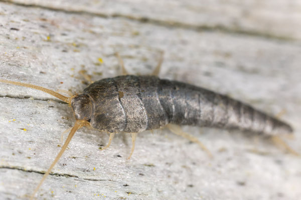 Best Natural Ways To Get Rid Of Silverfish Infestation