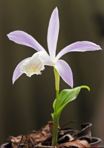 Top 10 Spring Flowering Bulbs Pleione