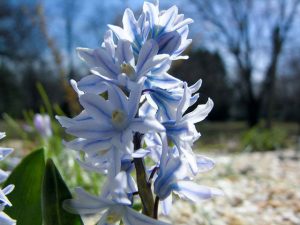 Top 10 Spring Flowering Bulbs Puschkinia