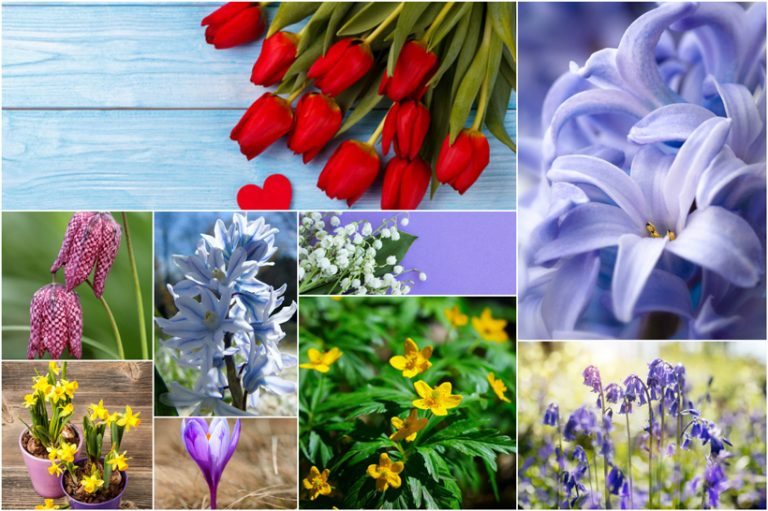 Top 10 Spring Flowering Bulbs