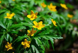 Winter Aconite