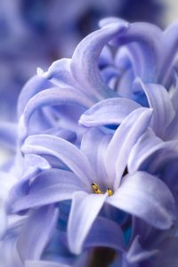 Blue Hyacinth