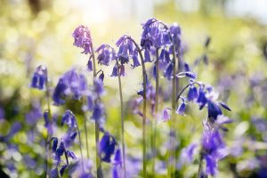 Top 10 Spring Flowering Bulbs Bluebell