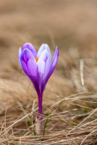 Top 10 Spring Flowering Bulbs Top 10 Spring Flowering Bulbs
