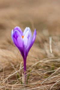 Top 10 Spring Flowering Bulbs