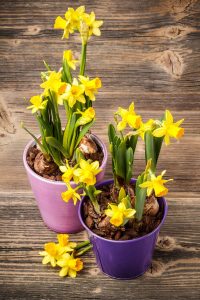 Top 10 Spring Flowering Bulbs Daffodil