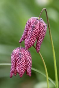 fritillaria meleagris 200x300 - Top 10 Spring Flowering Bulbs