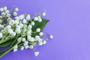 Top 10 Spring Flowering Bulbs Lily of the Valley