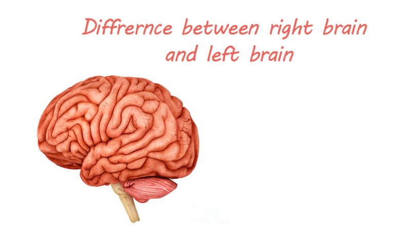 What's the Difference Between the Right Brain and Left Brain?