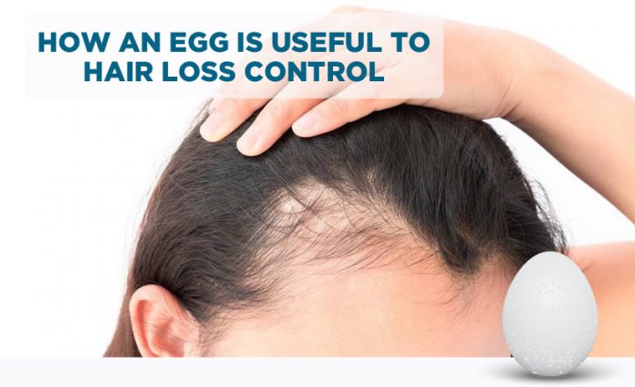How is an egg useful for hair loss control?