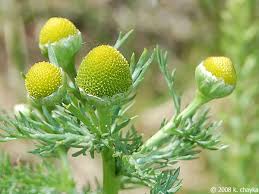 images 1 - 12 Valuable Benefits of Pineappleweed Medicinal Uses