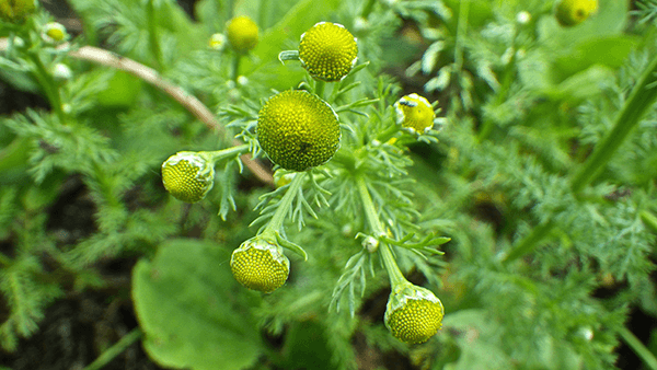 12 Valuable Benefits of Pineappleweed Medicinal Uses