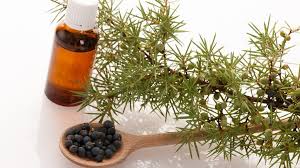 13 Incredible Benefits of Juniper Essential Oil