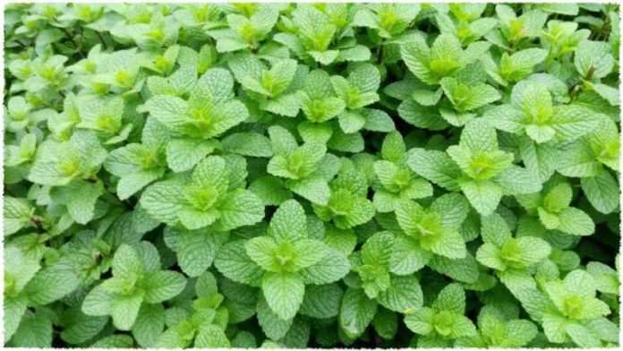 13 Impressive Benefits of Mint