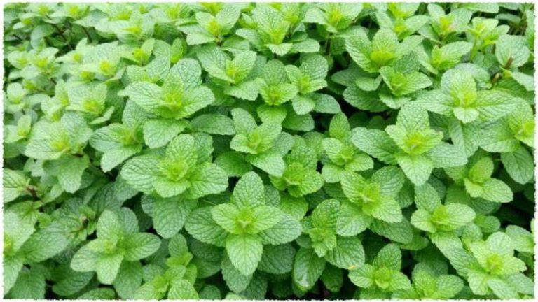 13 Impressive Benefits of Mint