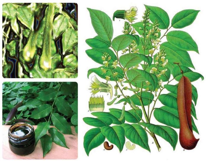 20 Surprising Benefits of Balsam of Peru Essential Oil