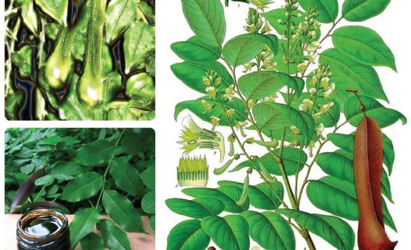 20 Surprising Benefits of Balsam of Peru Essential Oil 20 Surprising Benefits of Balsam of Peru Essential Oil