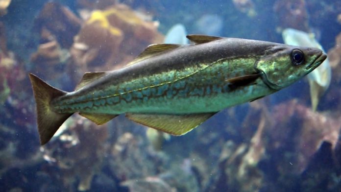 10 Amazing Benefits of Pollock Fish