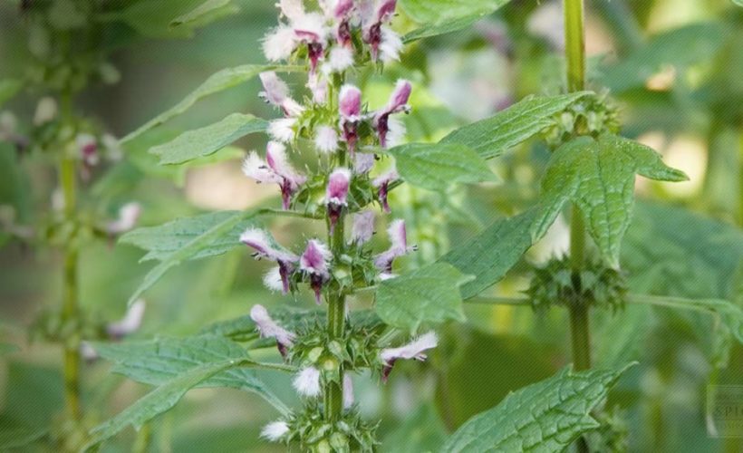 15 Proven Benefits of Motherwort Tea 15 Proven Benefits of Motherwort Tea