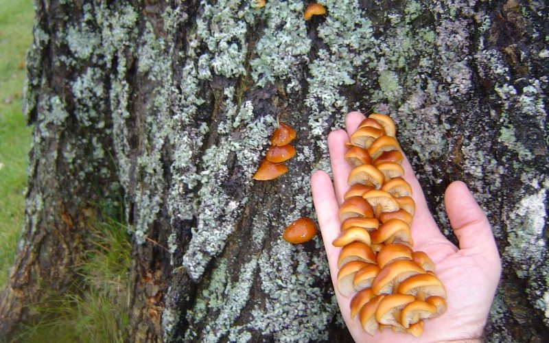 8 Facts cum Benefits about Chaga Mushrooms you must know 8 Facts cum Benefits about Chaga Mushrooms you must know