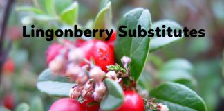 Top 5 Lingonberry Substitutes