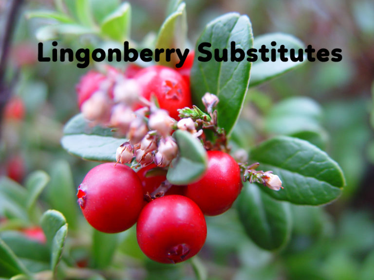 Top 5 Lingonberry Substitutes