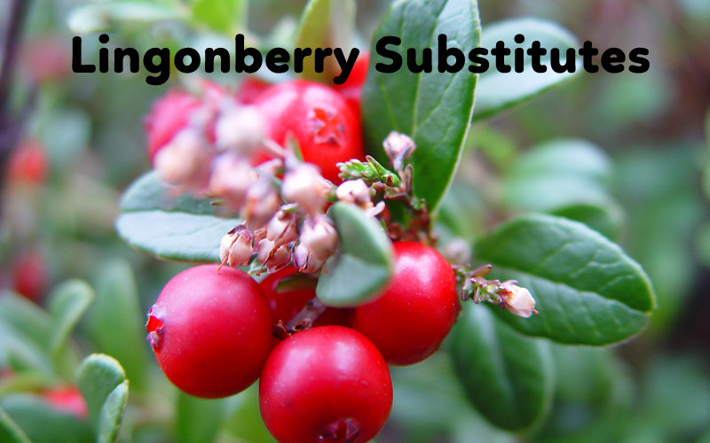 Top 5 Lingonberry Substitutes Top 5 Lingonberry Substitutes