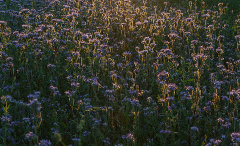 13 Surprising Blue Tansy Essential Oil Substitute 13 Surprising Blue Tansy Essential Oil Substitute