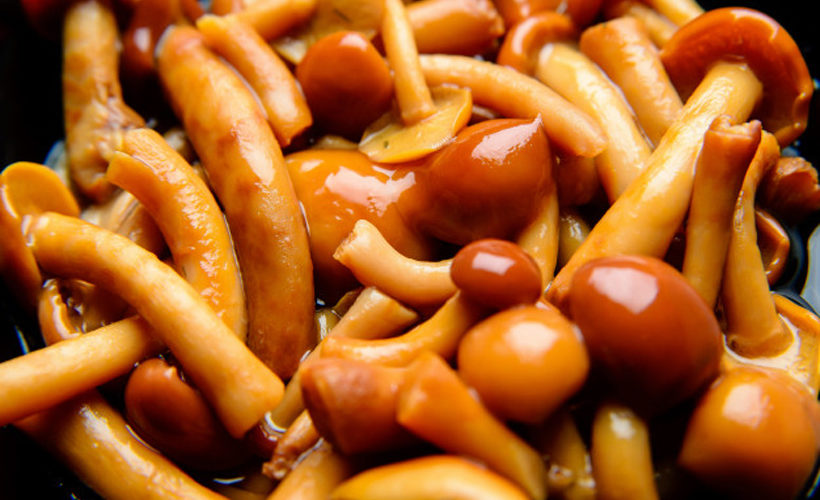 Can You Eat Honey Mushroom? Or Is This Fungus Toxic? Can You Eat Honey Mushroom? Or Is This Fungus Toxic?