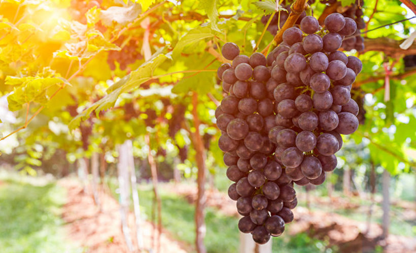 What Are Muscadine Grapes What Are Muscadine Grapes?