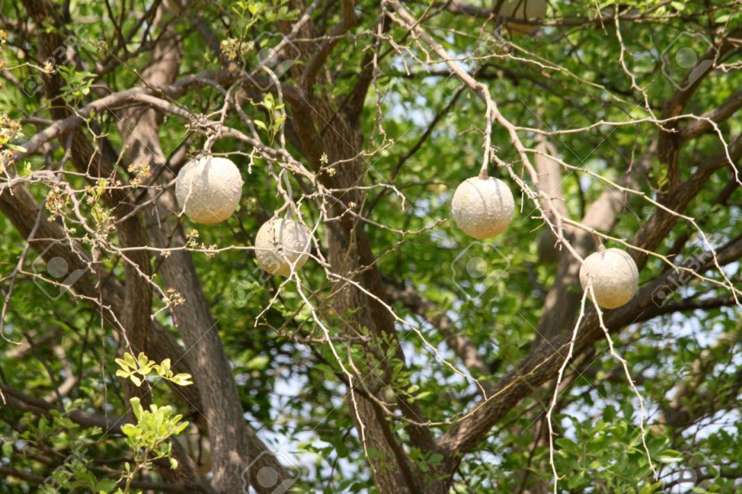 Is it safe to eat a wood apple during pregnancy? Yabibo