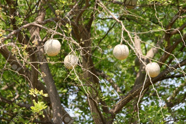 Is it safe to eat a wood apple during pregnancy? Yabibo