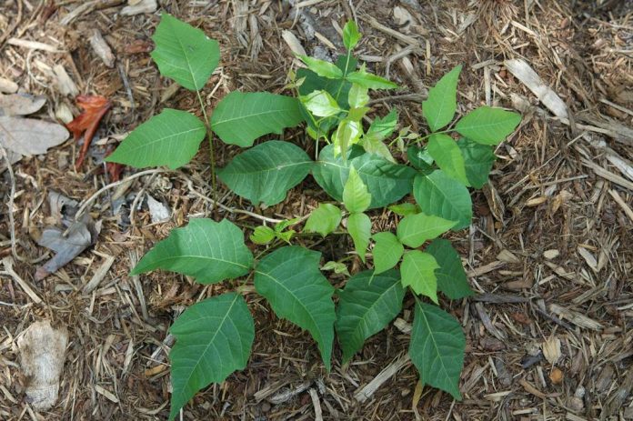 Symptoms and Prevention of Poison Sumac