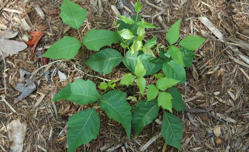 Symptoms and Prevention of Poison Sumac Symptoms and Prevention of Poison Sumac