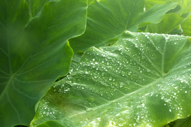 Taro Leaves: Health Benefits & Nutrition Facts