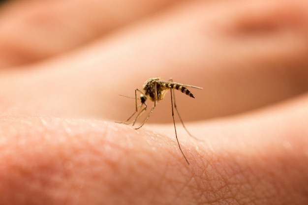 Reasons for rise in dengue