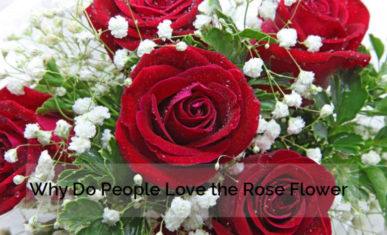 Why Love Rose Flower