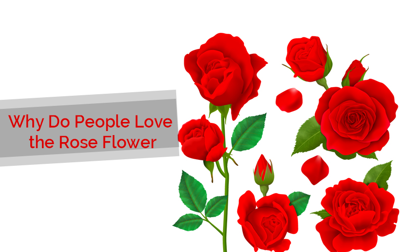 Why Love Rose Flower