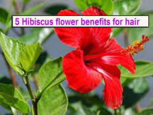  5 Hibiscus flower benefits for hair 