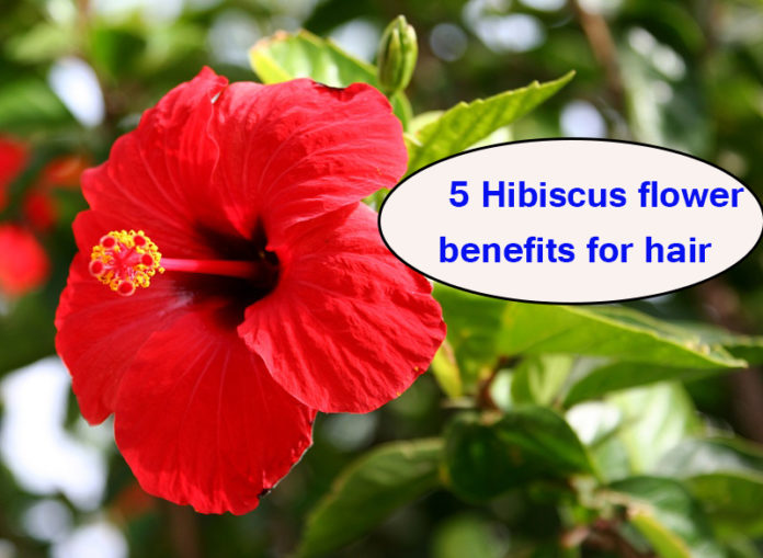 5 Hibiscus flower benefits for hair